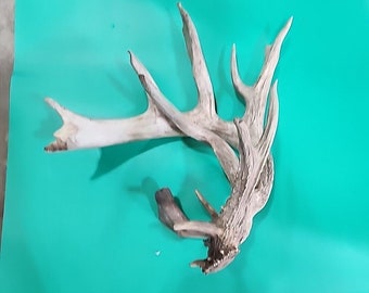 H23 Atypical Whitetail Deer Shed Antler