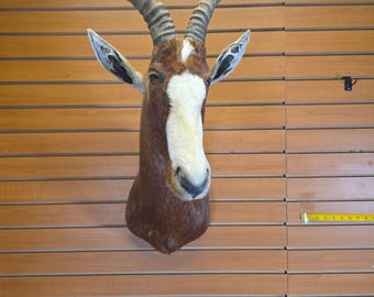 JVBH86 African Blesbok Shoulder Mount