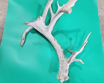 H16 Atypical Whitetail Deer Shed Antler