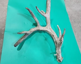 H41 Atypical Whitetail Deer Shed Antler