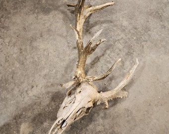 DS5 Dead Head Whitetailed Deer Euro Antler Skull Mount Taxidermy