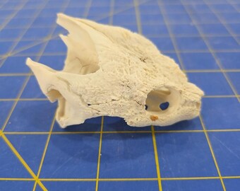 PS36 Common Snapping Turtle Skull Taxidermy