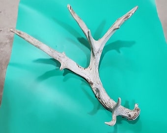 H11 Atypical Whitetail Deer Shed Antler