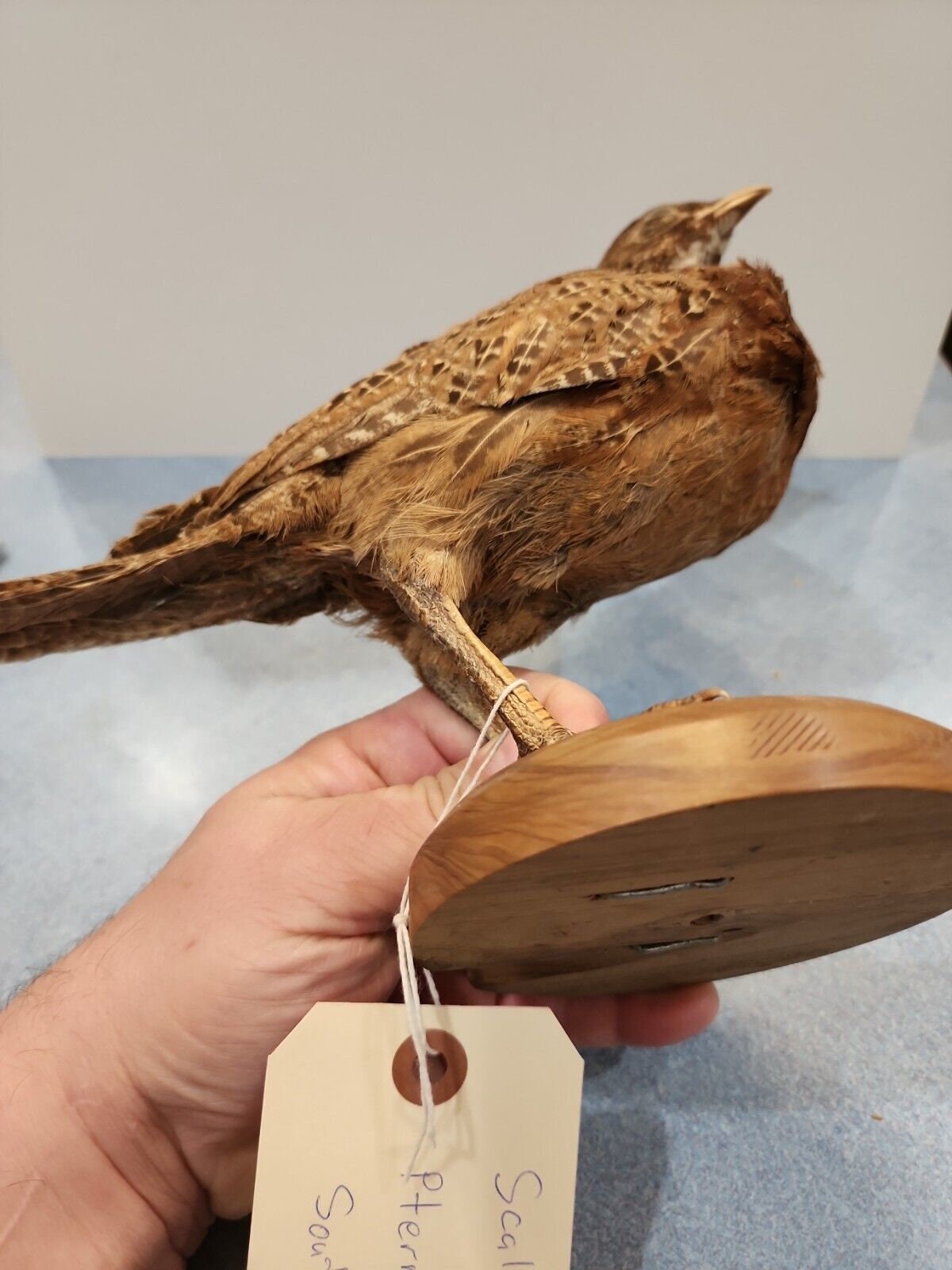 剥製　鳥 BIT25 ウロコツメドリ（Pternistis Squamatus）の鳥類剥製 - Etsy 日本