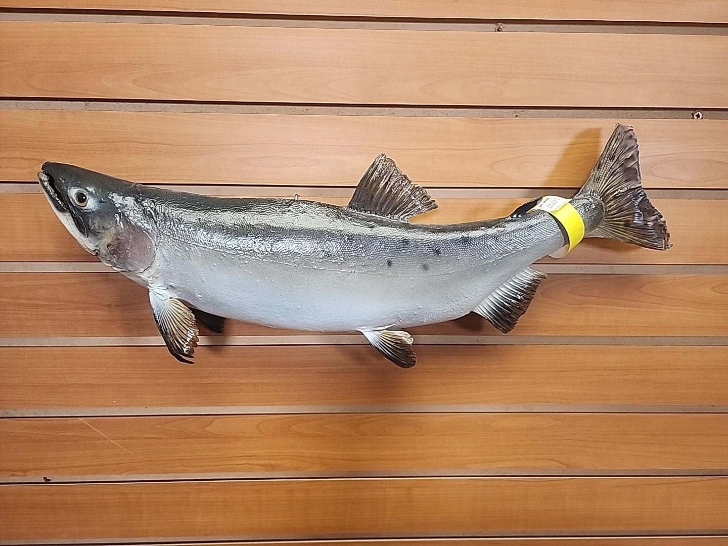 JBH22 Trota 22" tassidermia di pesce