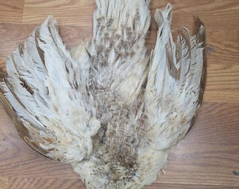 PP7 Black Shouldered Peacock Hen Feathers Tail Skin Pelt