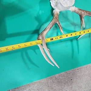 H58 Testa morta di cervo dalla coda bianca Euro Antler Teschio Monte Tassidermia immagine 7