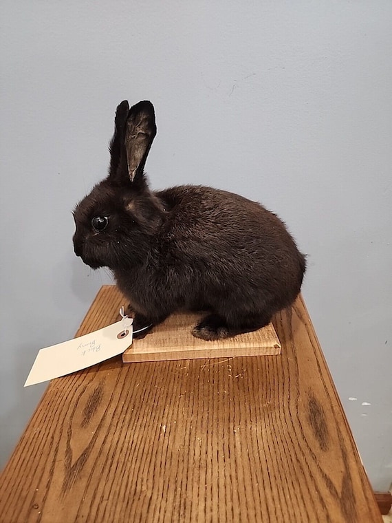 J176 Black Rabbit Mount Taxidermy