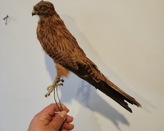 ALL1 VTG Gheppio (Falco Alopex) Monte Tassidermia