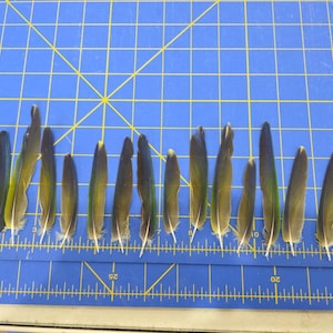 May include: A collection of dark green and blue feathers with yellow and white accents, arranged on a blue grid surface. The feathers vary in size, with some measuring up to 6 inches in length. The feathers are likely from a bird.