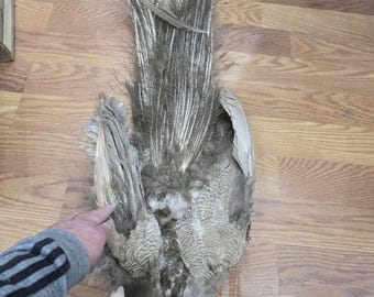 PP1 Opal Peacock Cock Feathers Tail Skin Pelt