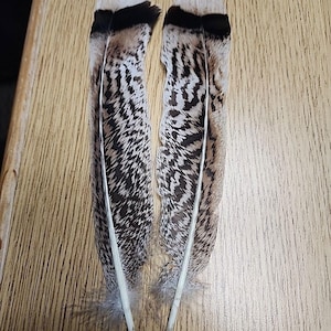 XBV21 Pair Sweetgrass Turkey Tail Feather