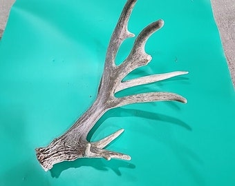 H24 Atypical Whitetail Deer Shed Antler