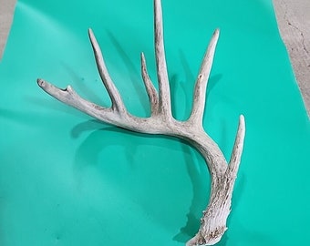 H21 Atypical Whitetail Deer Shed Antler