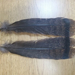 XBH19 Matched Pair Mottled Turkey Natural Colored Tail Feather