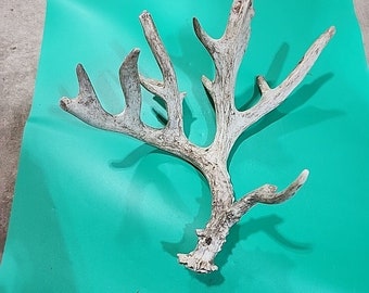 H14 Atypical Whitetail Deer Shed Antler