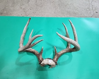 H54 Whitetail Deer Skull Plate Antler