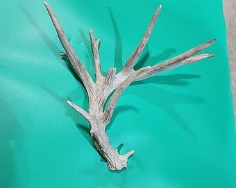 H9 Atypical Whitetail Deer Shed Antler