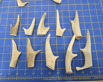 TP76 Lot Of 10 Deer Forked Tine Antler Tip