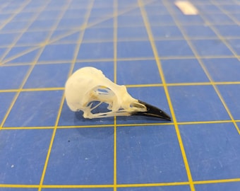 PS32 Zoo Bred Song Thrush Bird Skull Taxidermy