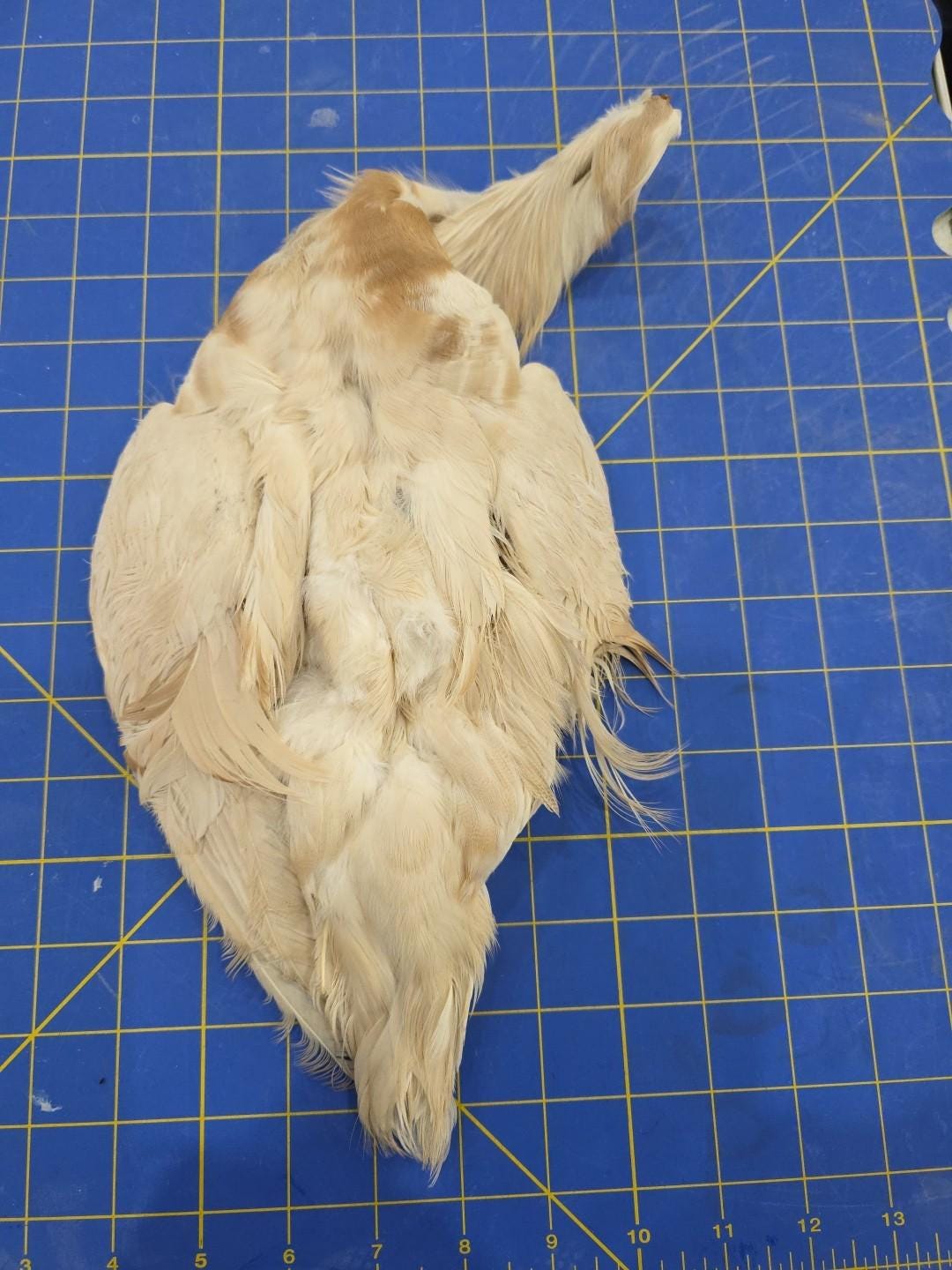 Mandrin Drake BL14 Farm Raised White Mandrin Drake Feathers Tail Body Pelt Skin - Etsy