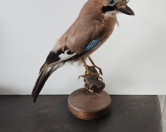 IT28 Eurasian jay(Garrulus glandarius) Bird Mount Taxidermy