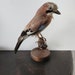 see more listings in the Taxidermia section