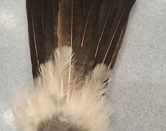 X Eurasian Jay Bird Full Tail Feathers JB22