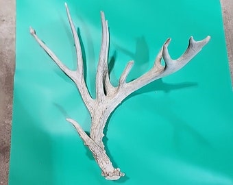 H4 Atypical Whitetail Deer Shed Antler