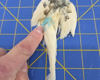 W6 Parakeet Parrot Skin Pelt Tail Feather