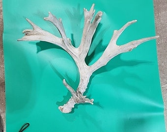 H2 Atypical Whitetail Deer Shed Antler