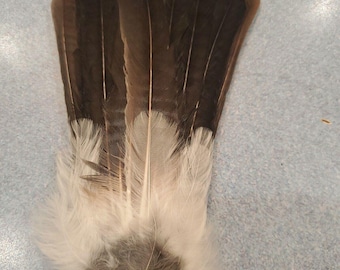 X Eurasian Blue Jay Bird Full Tail Feathers JB26