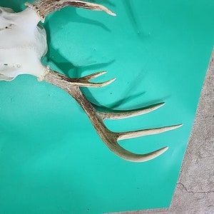 H58 Testa morta di cervo dalla coda bianca Euro Antler Teschio Monte Tassidermia immagine 3
