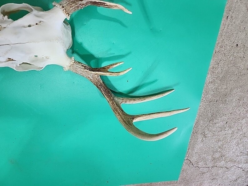 H58 Testa morta di cervo dalla coda bianca Euro Antler Teschio Monte Tassidermia immagine 3