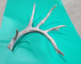 H27 Whitetail Deer Shed Antler