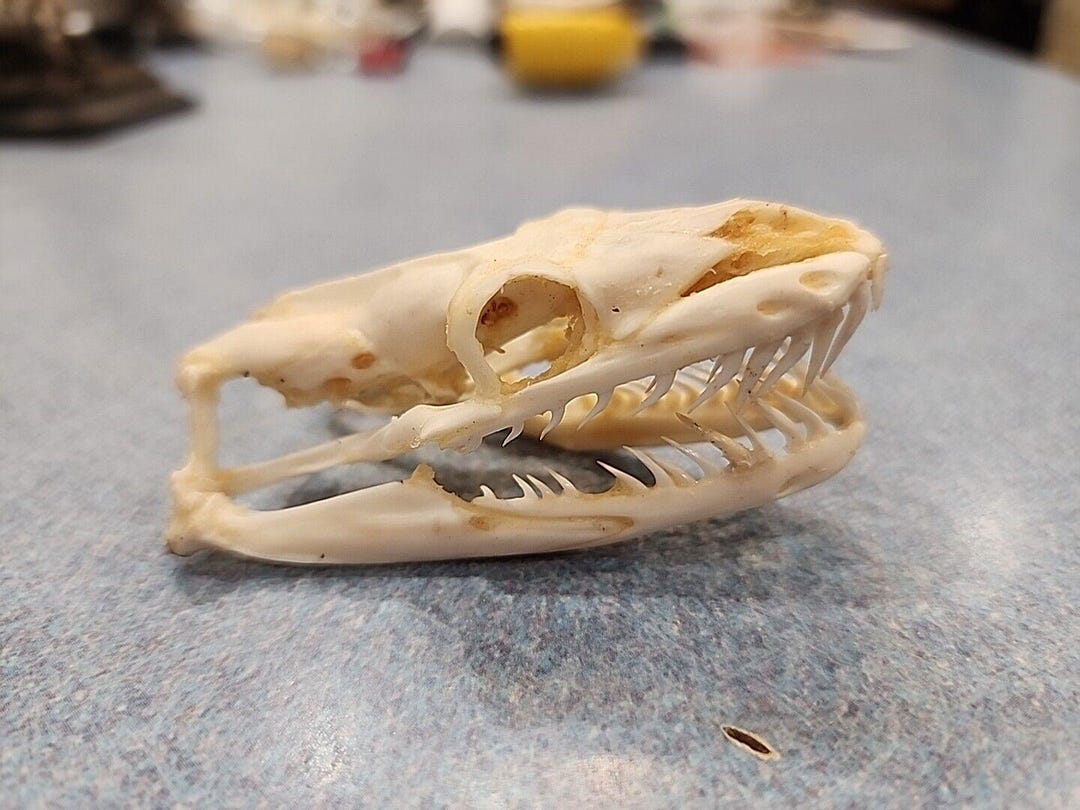 B28 Python Snake Skull Taxidermy - Etsy