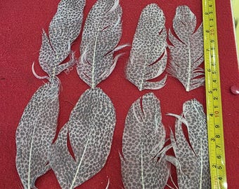 ZZ1 Lot Of 24 Screenprinted Grey Dot On Real Feather