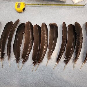 XAS56 Natural Colored Lot Of 20 Black Mottled Turkey Tail Feather