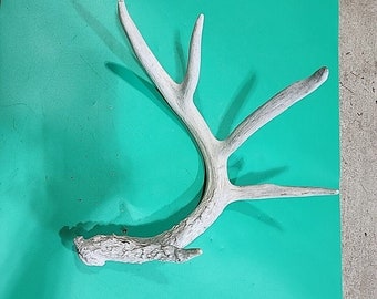 H49 Whitetail Deer Shed Antler