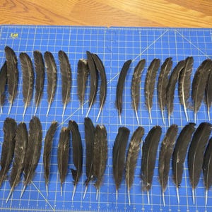 Z163 Lote de 32 plumas de ala de pavo híbridas negras