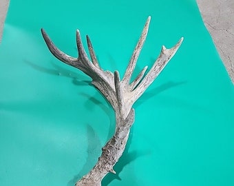 H19 Atypical Whitetail Deer Shed Antler