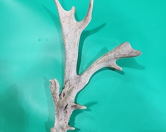 H18 Atypical Whitetail Deer Shed Antler