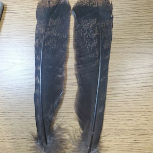 XBH23 Matched Pair Mottled Turkey Natural Colored Tail Feather