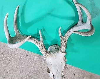 H69 Whitetail Deer Skull Plate Antler
