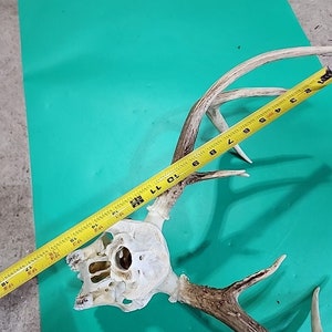 H58 Testa morta di cervo dalla coda bianca Euro Antler Teschio Monte Tassidermia immagine 9