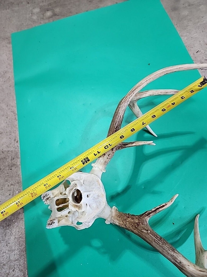 H58 Testa morta di cervo dalla coda bianca Euro Antler Teschio Monte Tassidermia immagine 9