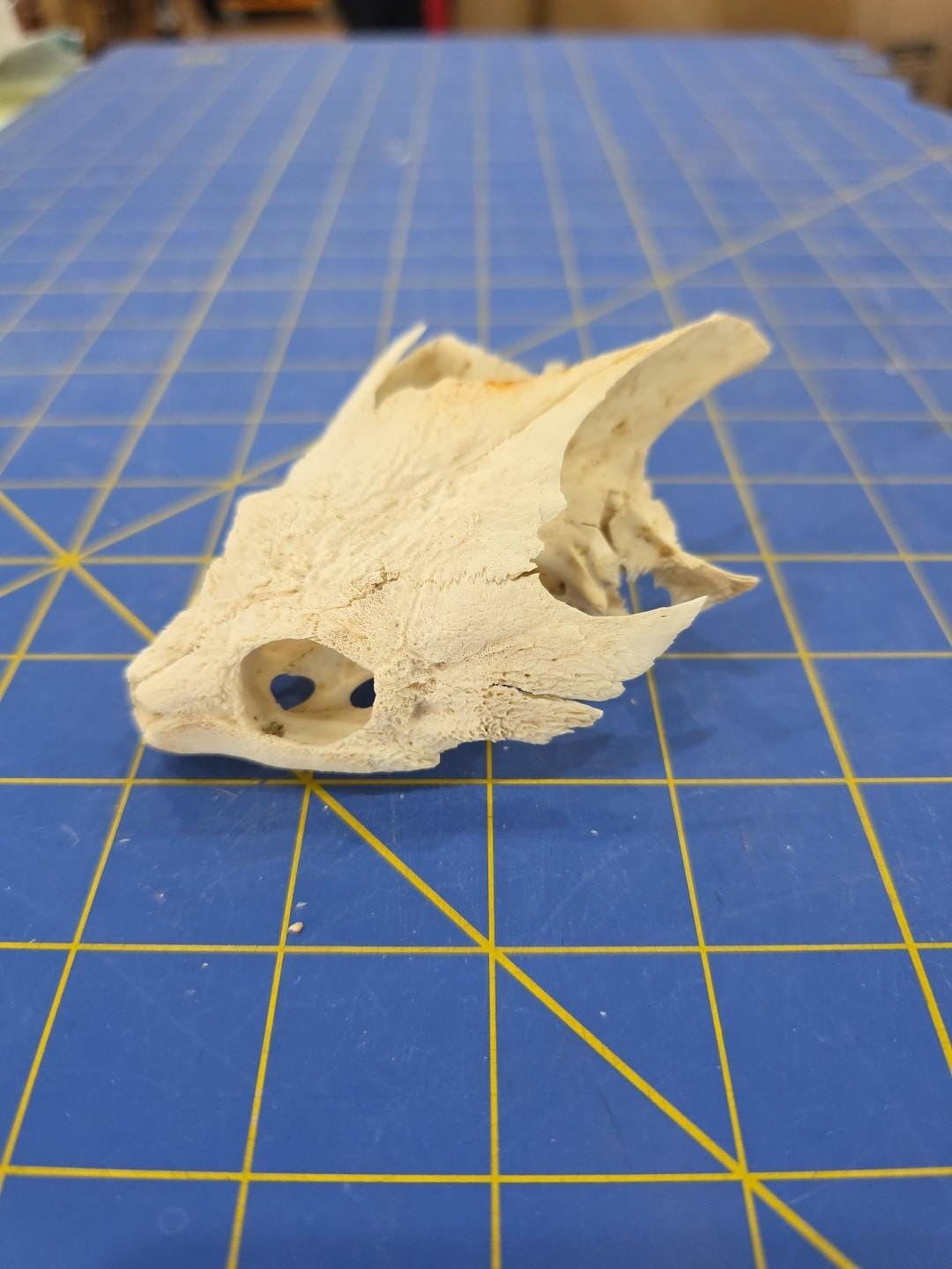 PS38 Common Snapping Turtle Skull Taxidermy - Etsy