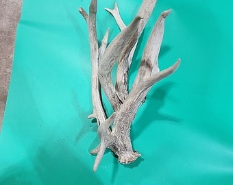 H13 Atypical Whitetail Deer Shed Antler