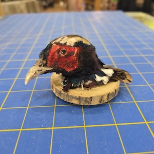 May include: A taxidermied pheasant head with a red face, white and black feathers, and a cream-colored beak. The pheasant head is mounted on a small, round wooden base. The background is a blue cutting mat.