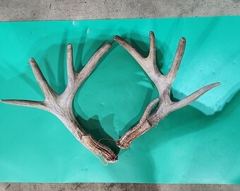 H74 Whitetail Deer Matched Set Shed Antler